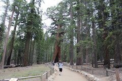 Yosemite Park, Sequoia Park.